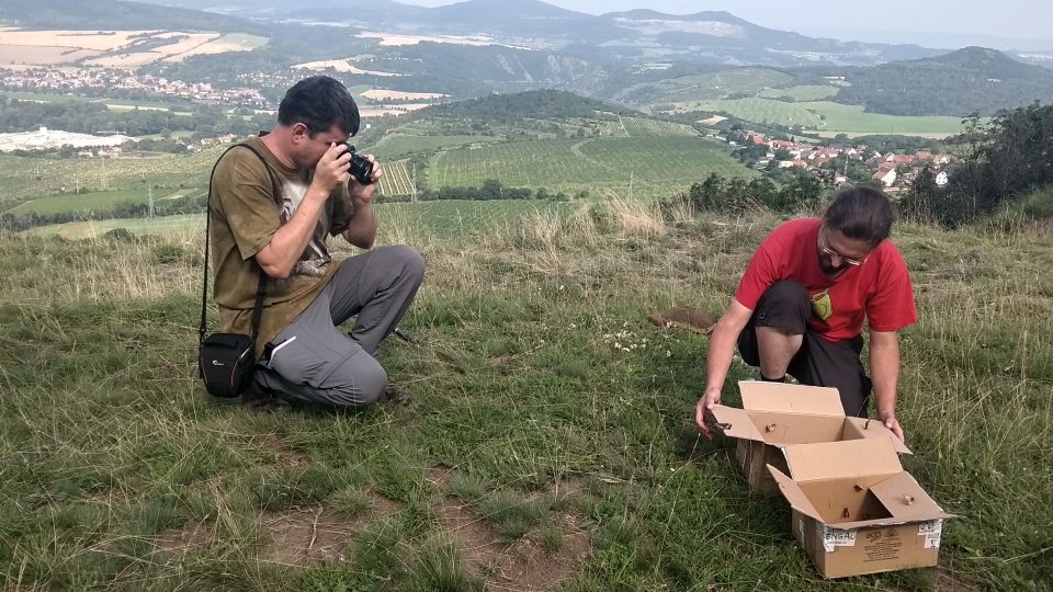 Ochránci přírody se teď snaží o záchranu okáče skalního, který se stal již téměř vyhynulým druhem.