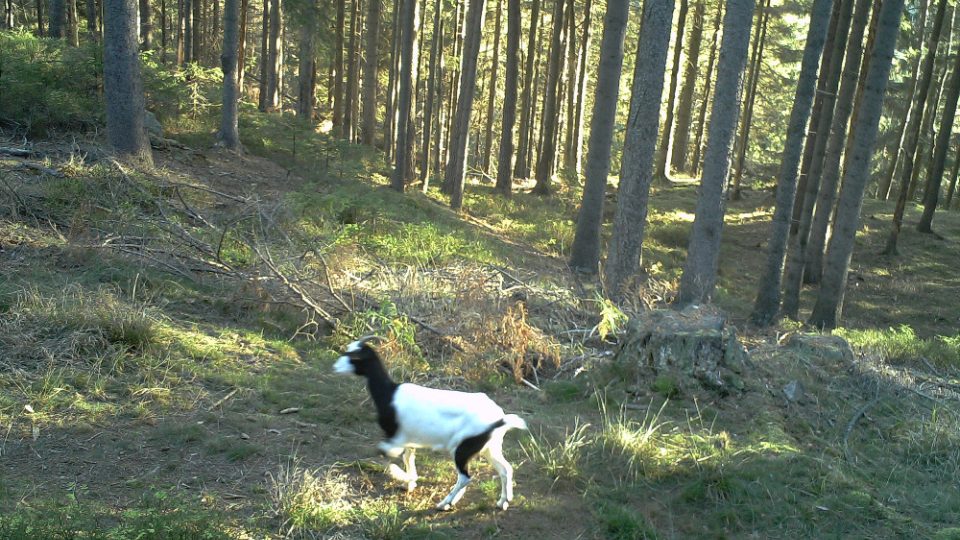 Snímky z fotopasti v Českém Švýcarsku odhalili, že se po vlčíích stezkách nepohybují pouze vlci