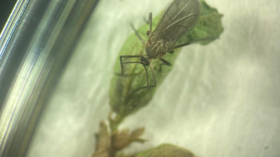 Plodomorka Asphondylia ononidis z čeledi bejlomorkovitých, dospělec