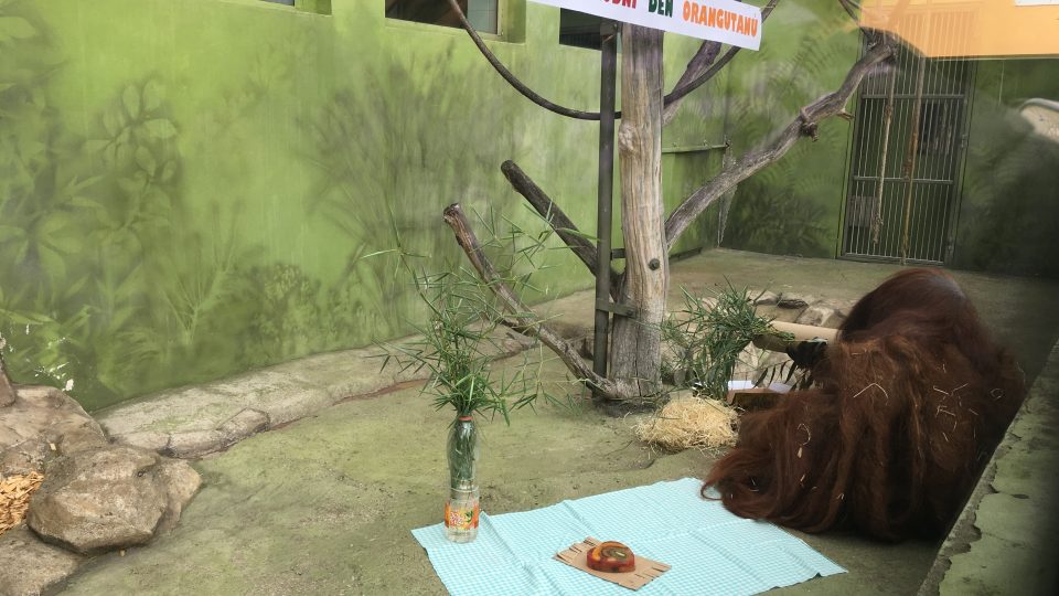 Ústečtí orangutani dostali na oslavě želatinový dort s ovocem