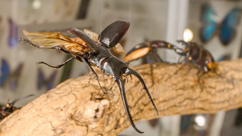 Zlatohlávek, goliathus goliatus | foto: Jaroslav Hoření, Český rozhlas Zlatohlávek, goliathus goliatus