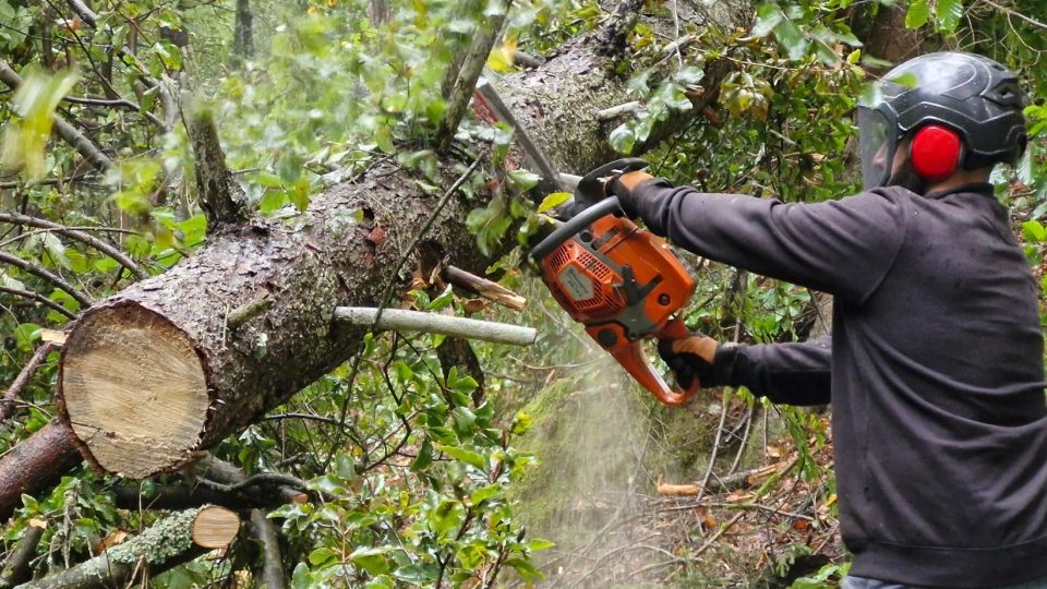 Na cestě do Edmundovy soutěsky v Hřensku začali dřevorubci kácet nebezpečné stromy