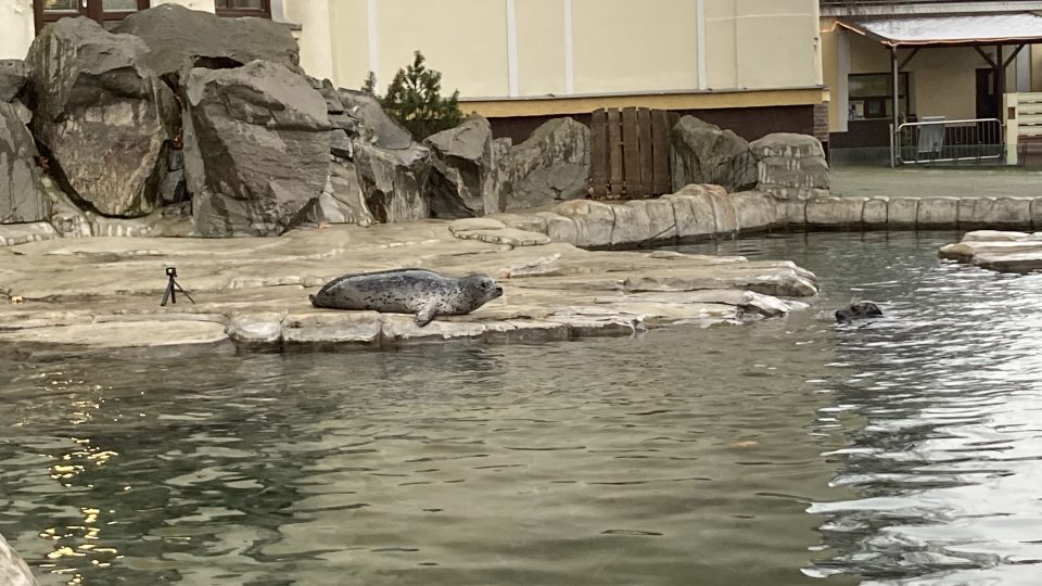Ústecká zoo opět zakládá chovnou skupinu tuleňů. Ke Casperovi přibyly samice Ayma a Sally