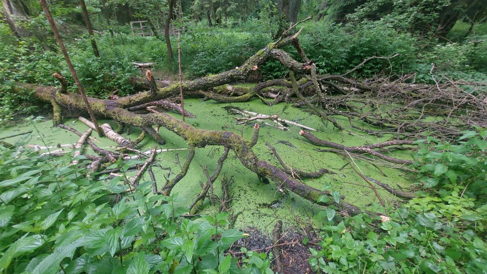 Cesta Vodárenským lesem nabízí zajímavé pohledy a téměř pralesní zákoutí | foto: Tereza Brázdová, Český rozhlas Cesta Vodárenským lesem nabízí zajímavé pohledy a téměř pralesní zákoutí