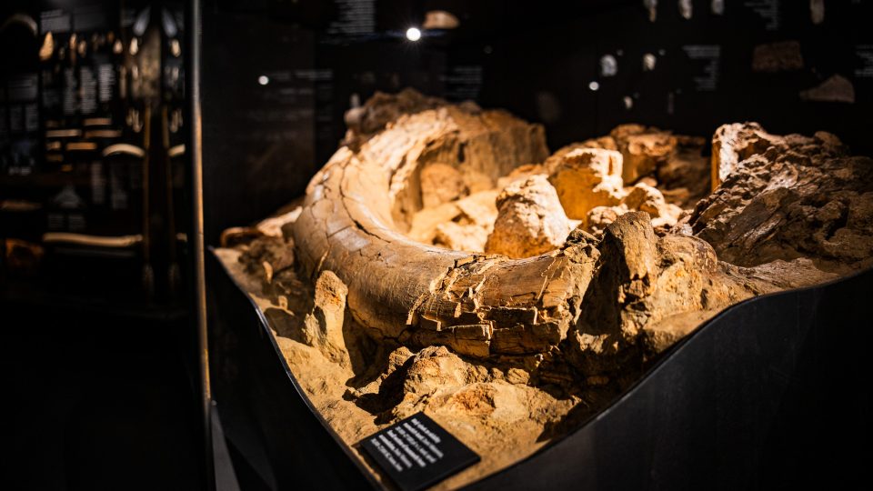 Část paleolitické skládky mamutích kostí z Dolních Věstonic | foto: Barbora Aradská, Národní muzeum Část paleolitické skládky mamutích kostí z Dolních Věstonic