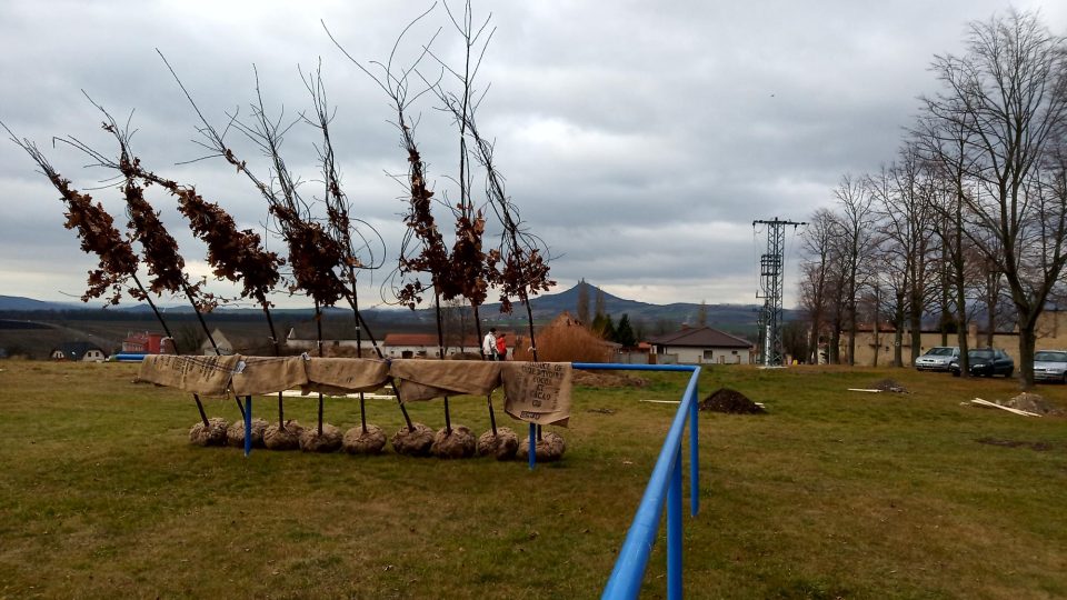 Tři stovky lidí sázely v sobotu nové dubové stromořadí kolem fotbalového hřiště v Chotěšově