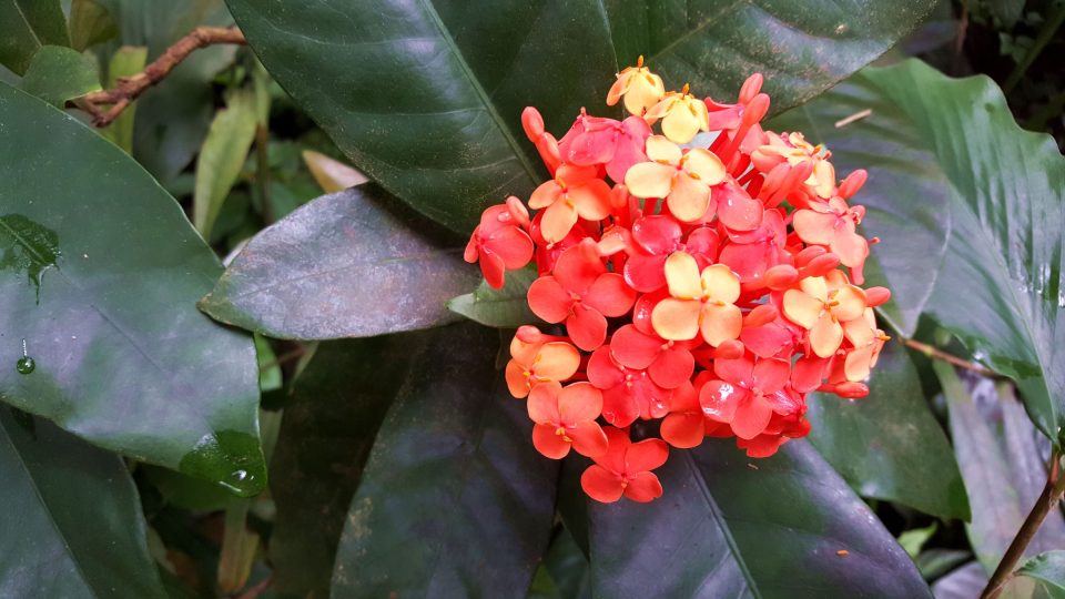 Ixora čínská | foto: Jolana Nováková, Český rozhlas Ixora čínská