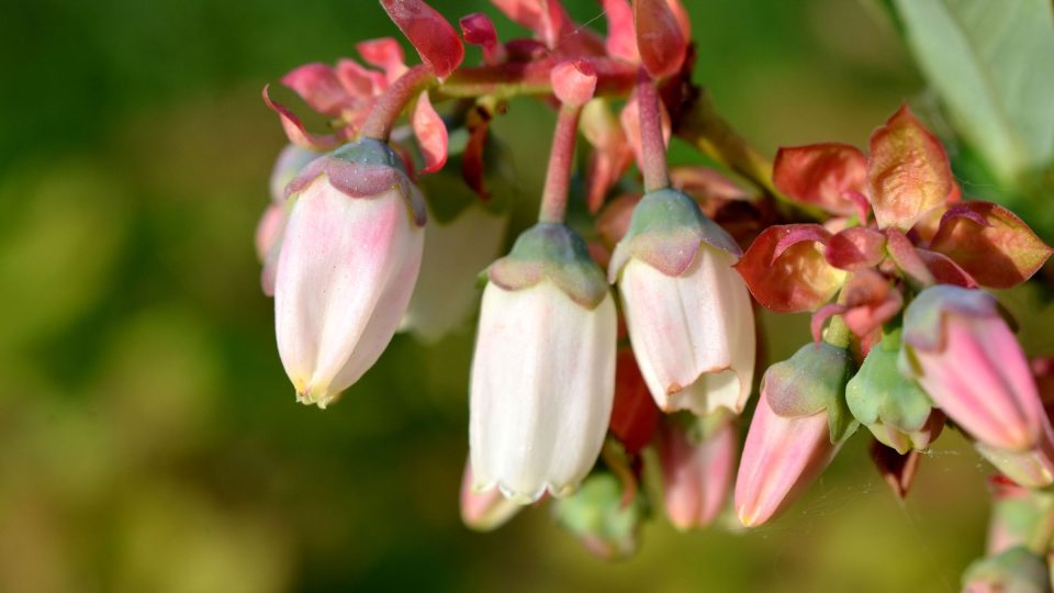 Kvetoucí kanadská borůvka
