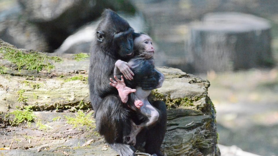 Mládě makaka chocholatéto s matkou v děčínské zoo