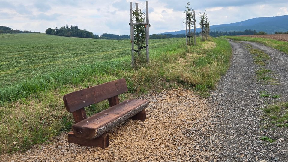 Cesta vede i nově vysázenou ovocnou alejí