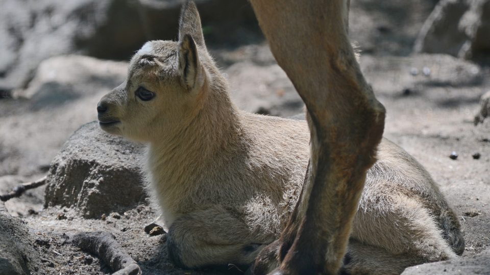 V děčínské zoo se narodilo mládě ohroženého kozorožce kavkazského