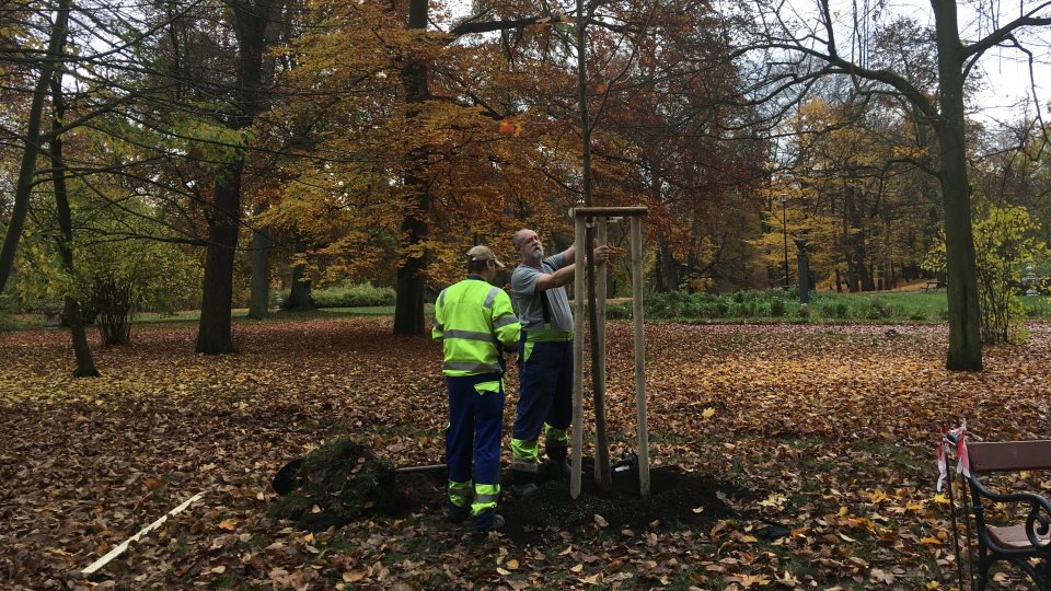V Zámecké zahradě v Teplicích bude 184 nových stromů místo těch pokácených