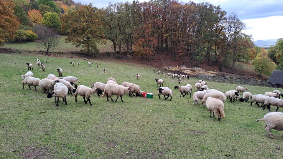 Ovce suffolk na farmě v Hlinné