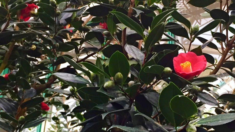 V liberecké botanické zahradě mají na padesát odrůd kamélií