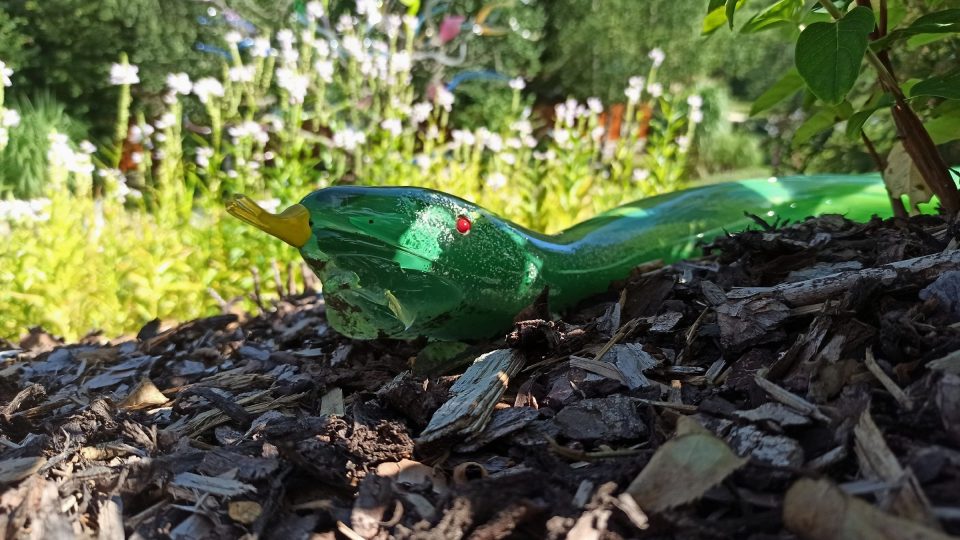 Had | foto: Jaroslav Hoření, Český rozhlas Had