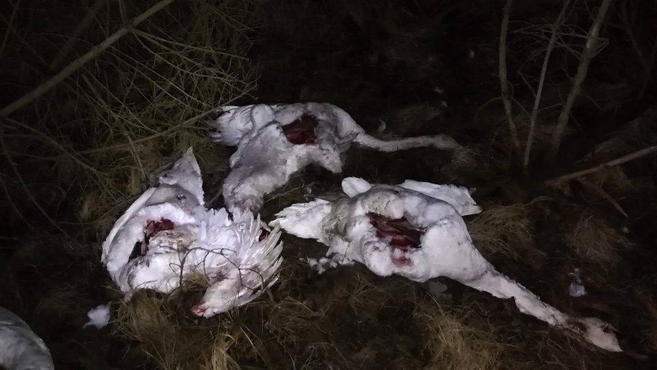 Mezi Varnsdorfem a Krásnou Lípou někdo pohodil 5 zohavených mrtvých labutí a koňskou kůži