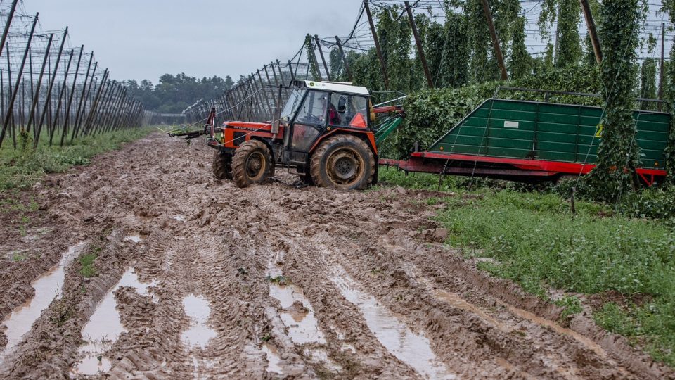 Sklizeň chmele na Žatecku komplikují vydatné dešťové srážky