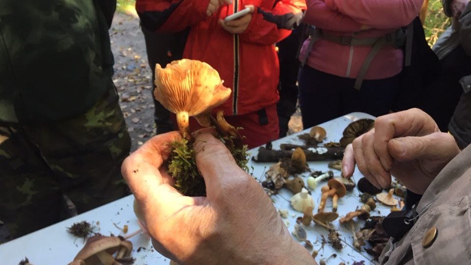 Na sběr hub se zkušeným mykologem vyrazili do Jetřichovic houbařští nadšenci