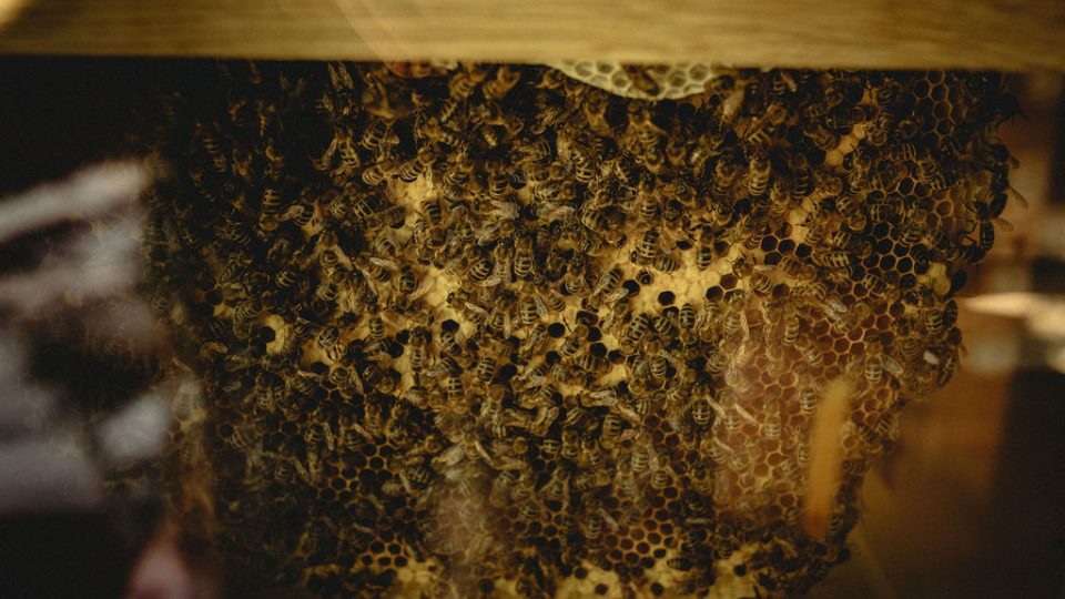 Originální včelí úl v Kurovickém lomu | foto: Martin Zelina Originální včelí úl v Kurovickém lomu