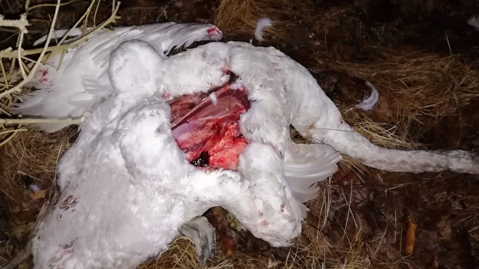 Mezi Varnsdorfem a Krásnou Lípou někdo pohodil 5 zohavených mrtvých labutí a koňskou kůži