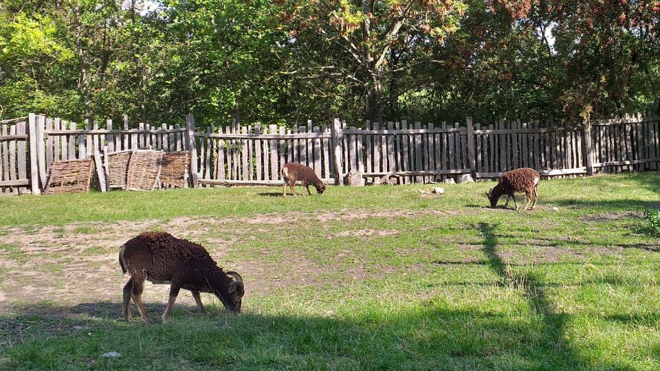 V archeoskanzenu nechybí ani zvířecí obyvatelé