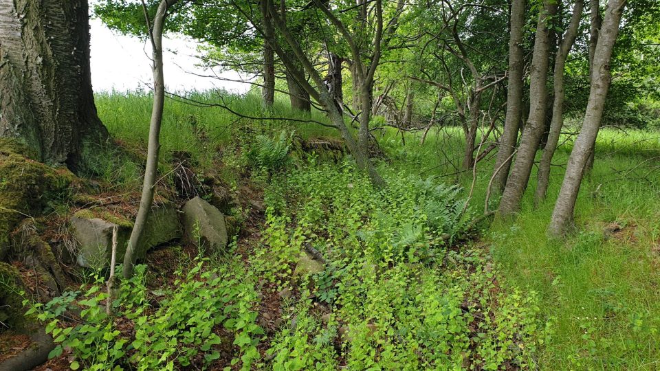 Stará cesta lemovaná zídkou s třešňovou alejí – vidíme jiné byliny v oblasti původní cesty, náletové dřeviny a zbytky kamenů ze zídky