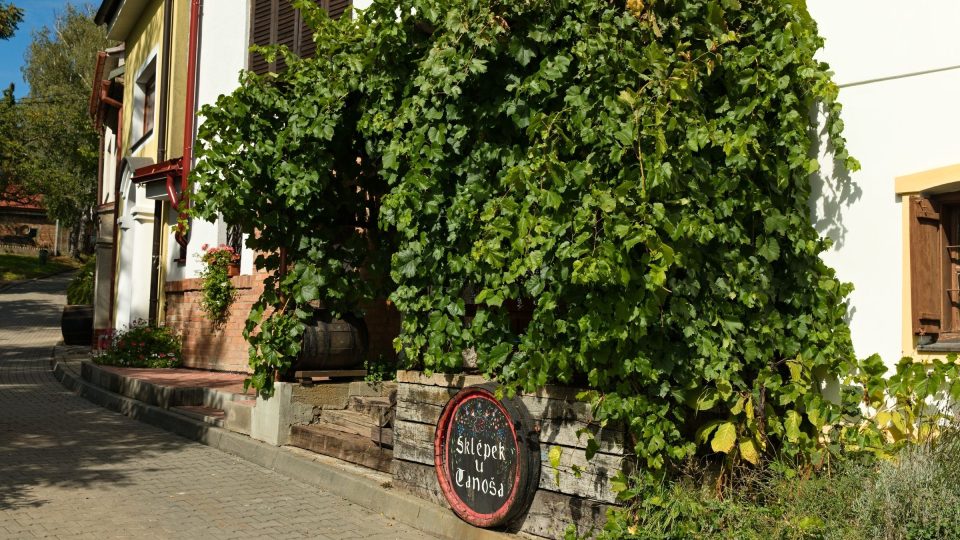 Některé sklepy v Moravské Nové Vsi vinná réva doslova obepíná | foto: Zdeněk Truhlář, Český rozhlas Některé sklepy v Moravské Nové Vsi vinná réva doslova obepíná