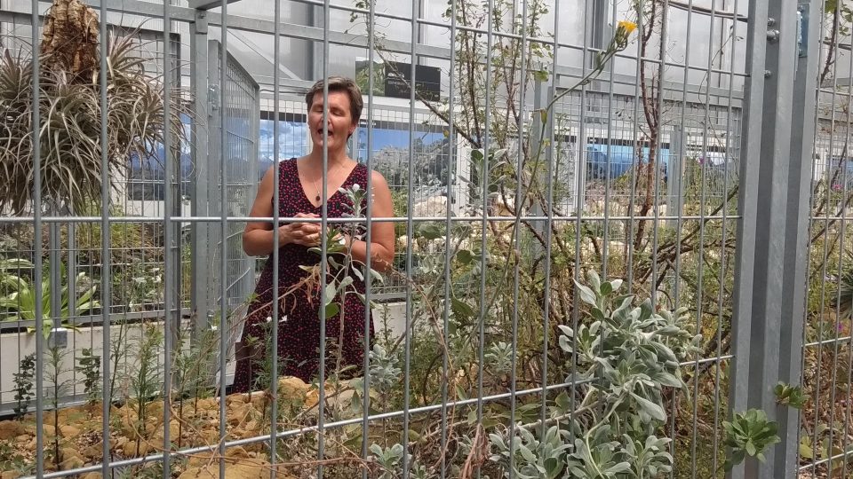 Botanická zahrada v Teplicích otevírá nový, skalničkový skleník