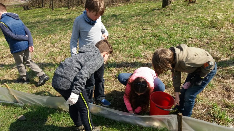 Děti z Tisé už třetím rokem pomáhají dobrovolníkům se záchranou žab