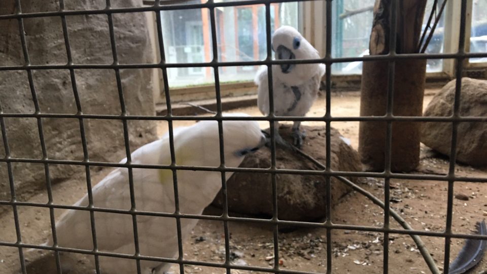Děčínská zoo schovala všechny ptáky kvůli hrozbě ptačí chřipky do vnitřních ubikací