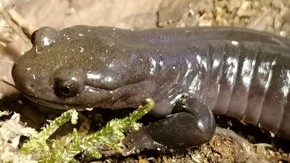 Portrét hynobius retardatus