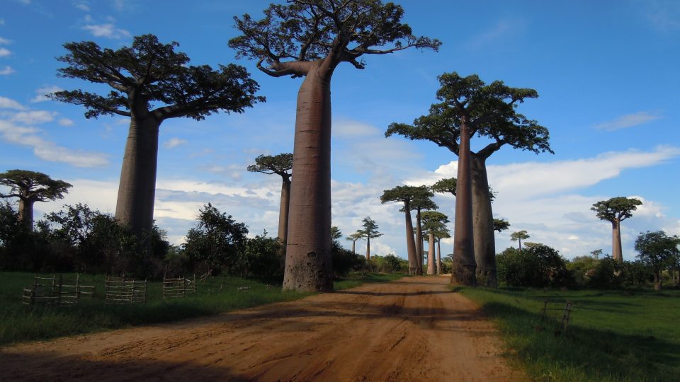 Proslavená alej baobabů Grandidiérových v okolí Morondavy na západě Madagaskaru