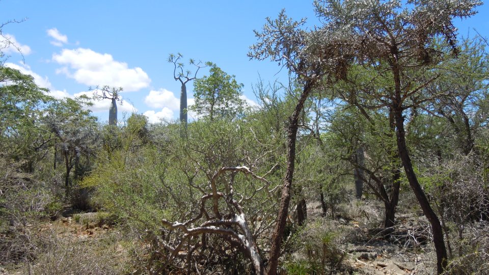 Biotop trnitého buše v aridní oblasti jižního Madagaskaru