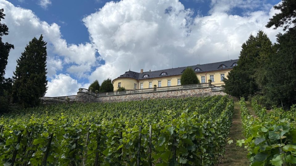 U zámku Zbiroh se nachází nejvýše položená vinice v Čechách, kterou kdysi založil císař Rudolf II. | foto: Pavel Halla, Český rozhlas U zámku Zbiroh se nachází nejvýše položená vinice v Čechách, kterou kdysi založil císař Rudolf II.