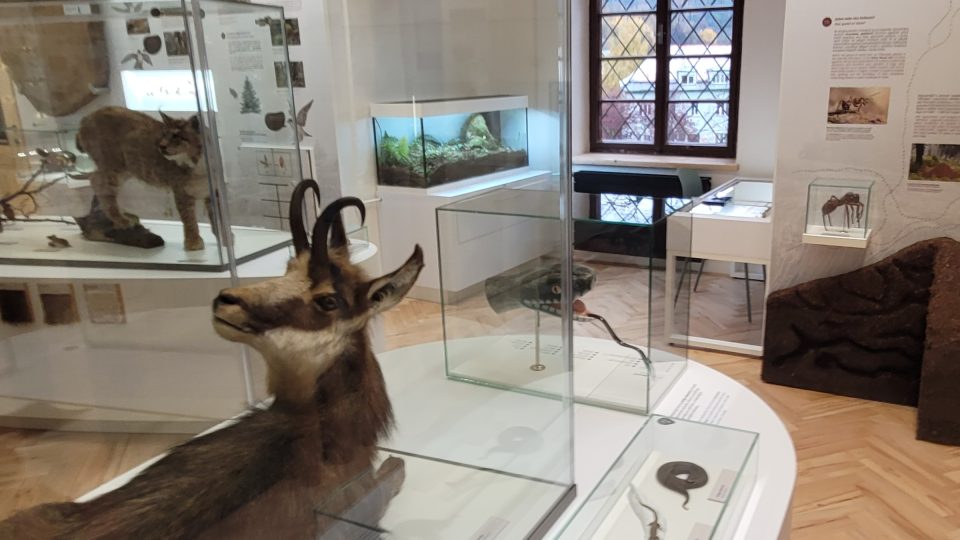 Na výstavě nemohou chybět ani preparáty savců, ptáků či plazů