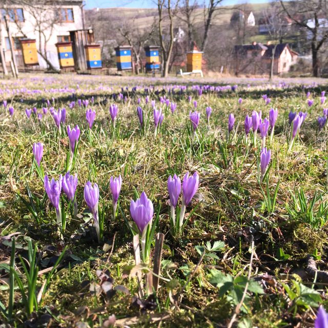 Šafrány kvetou i v sadech | foto: Roman Verner,  Český rozhlas
