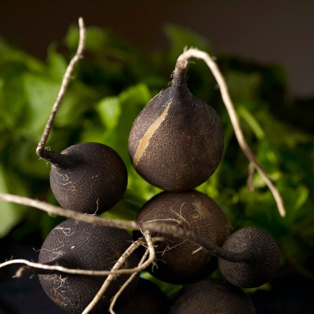 Černá ředkev | foto: Fotobanka Profimedia