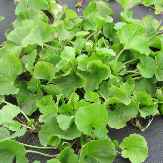 Pupečník asijský | foto: Štěpánka Janoutová