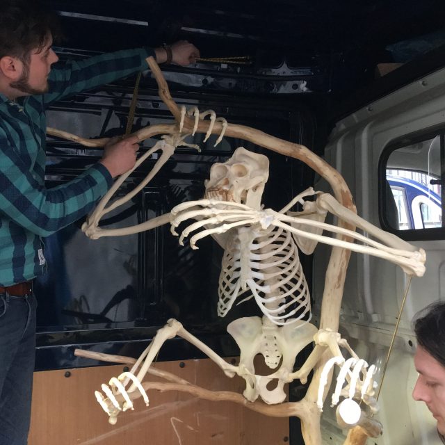 Kostra Ňuňáka už je k vidění v ústeckém muzeu | foto: Gabriela Hauptvogelová,  Český rozhlas