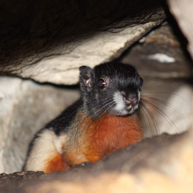 Veverka Prévostova,  mládě | foto: Lenka Richterová,  Zoo Děčín