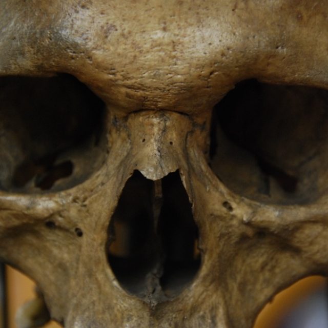 Lebka  (ilustr. snímek) | foto: Martina Otčenášková