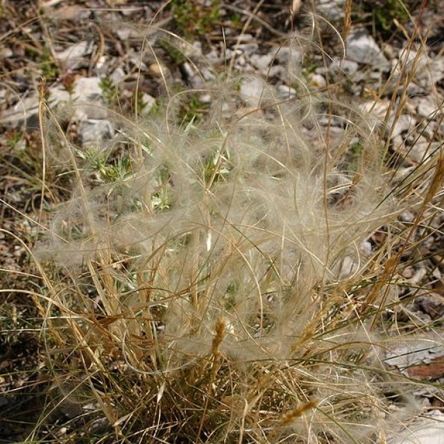 Na Radobýlu roste i kavyl Ivanův,  i ten připomíná bílé vlasy. | foto: Sten  Porse,  licence Creative Commons Attribution-ShareAlike 3.0 Unported