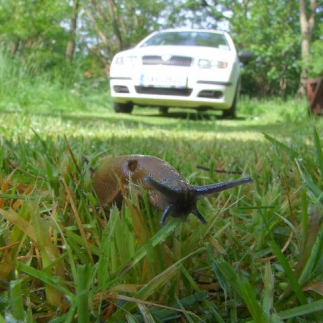 Slimák | foto: Milan Kosina,  Český rozhlas
