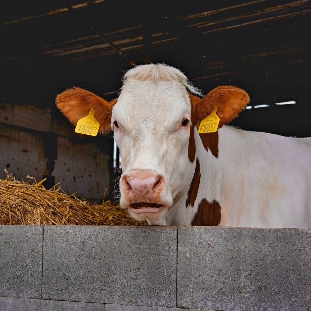 Kráva na farmě  (ilustrační foto) | foto: Jitka Slezáková,  Český rozhlas