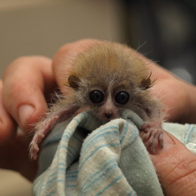 Novorozené mládě outloně | foto:  ZOO Děčín