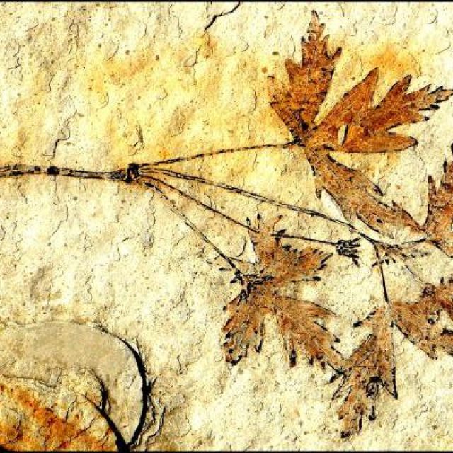 Leefructus mirus | foto: Zhiduan Chen