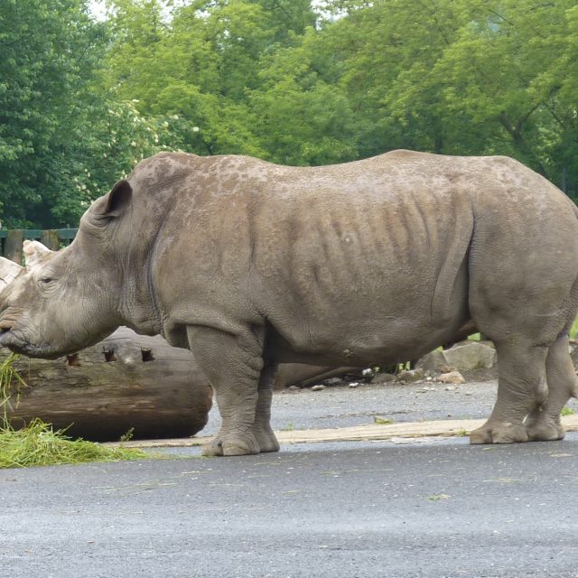 Samička Zamba přišla do ústecké zoo v roce 1980.  | foto: David Hertl,  Český rozhlas