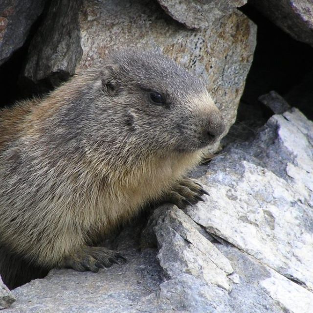 Bobr | foto: Stock Exchange,  Fabio Pusterla