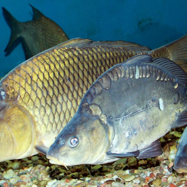 kapr,  kapři | foto: licence Public Domain,  volné dílo,  Karel Jakubec