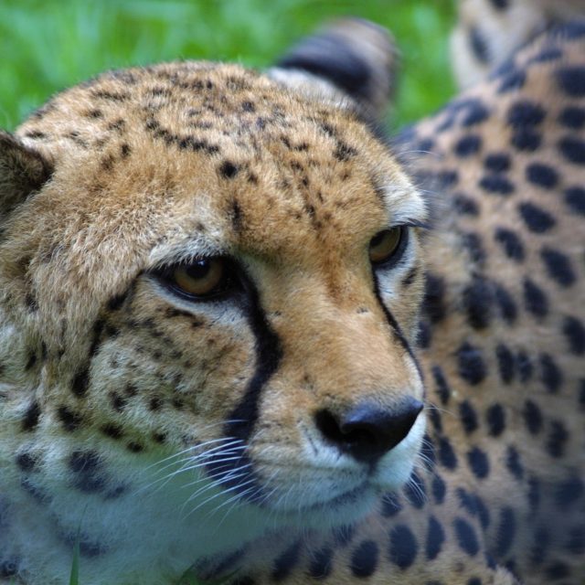 Gepard mandžuský  (ilustr. obr.) | foto: Zoo Praha